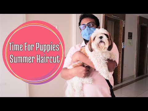 Summer's FIRST haircut for puppies | FIRST Summer haircut for puppies | Puppies ready for grooming Video