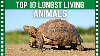 Top 10 Longest Living Animals In the World| Top 10 Clipz
