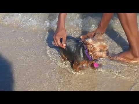 Kaley at the #Beach 🐶🏝🏖🌞🍊🥭
