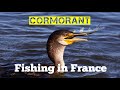 Fishing CORMORANT Bird Catches And Swallows Live Fish Caught On Camera Cormorant Fishing In France