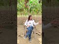 4400 Teak Plants In 8 Acre Teakplantation Teakplants