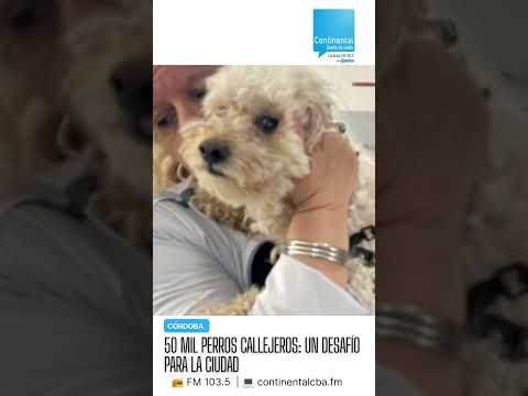 Córdoba tiene un perro cada 2,5 habitantes: 50 mil en la calle