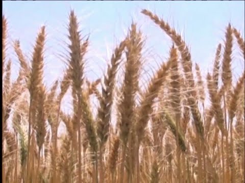 এবার গমের ফলন ছাড়িয়েছে লক্ষ্যমাত্রা, করোনায় খাদ্যসংকট মোকাবেলার আশা | ETV News