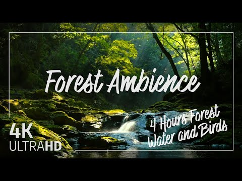 Deep Forest Summer AmbienceㅣForest Nature Soundsㅣ4 hours 4K UHDㅣ Nature Ambiance