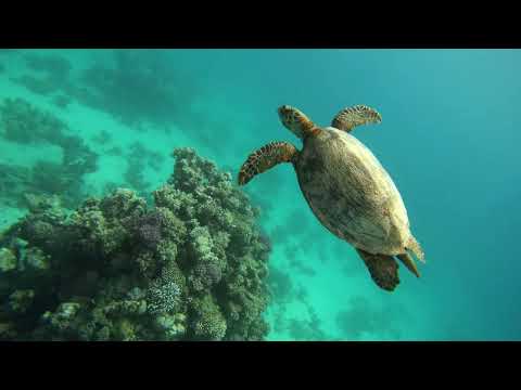 Freediving in Fury Shoals, Egypt