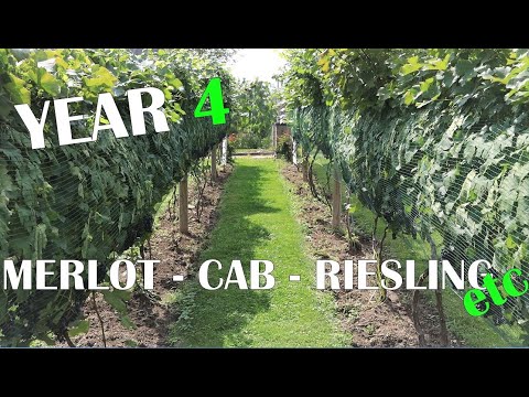 Backyard Vineyard Walk Through - Year 4