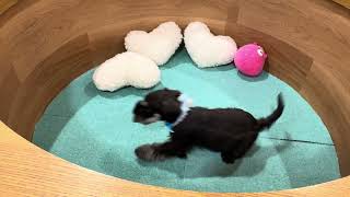 ミニチュアシュナウザーの動画01
