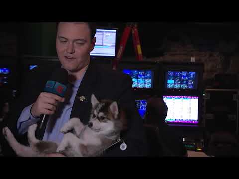 TI7 At the Event - Slacks Finds a Dog