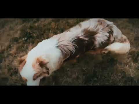 Perros Pastor Australiano en venta