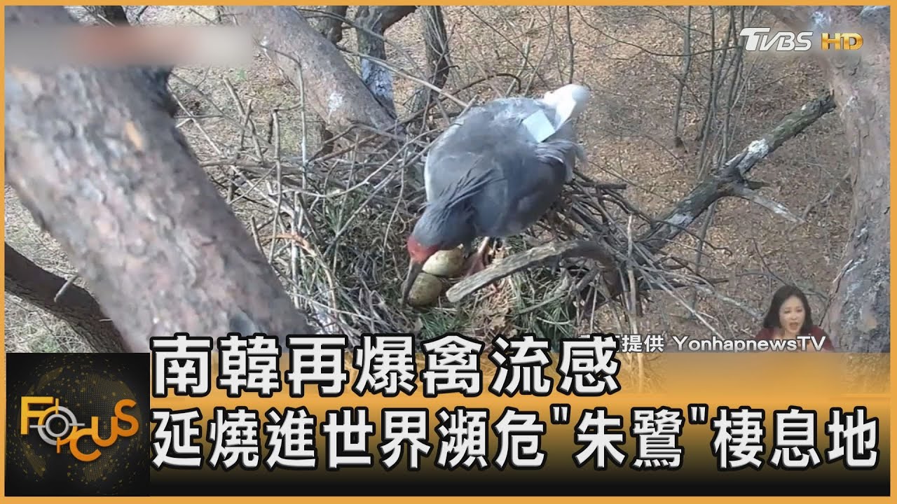 南韓再爆禽流感 延燒進世界瀕危「朱鷺」棲息地