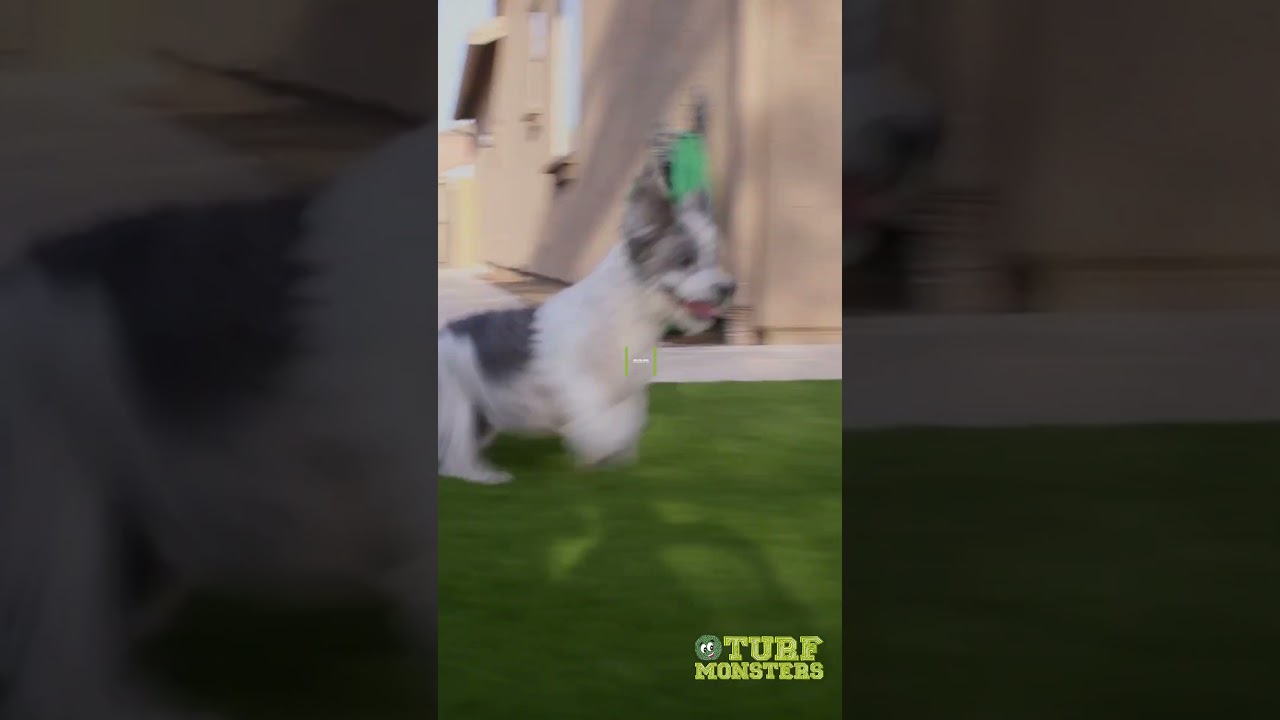 Artificial Turf in Arizona! Create your own oasis in Maricopa County!