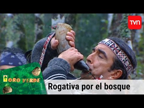 Rogativa por el bosque | Oro verde - T1E102