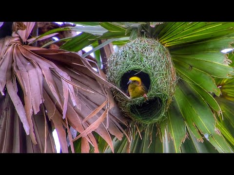 Pletiarka baja (Ploceus philippinus) — správanie, biotop a hlas