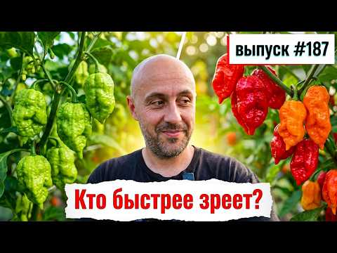 фото острый перец - свежие плоды carolina reaper 0