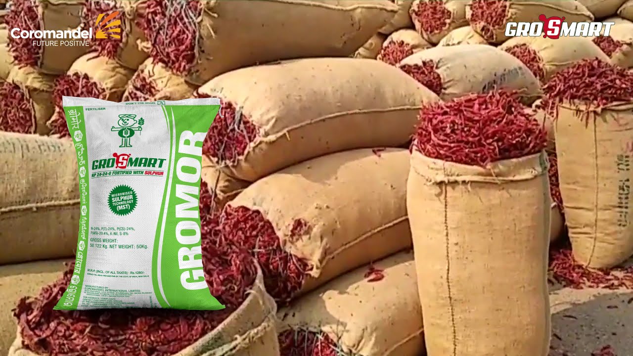 Watch video GroSmart is the best fertilizer for your Chili crop | Coromandel Fertilizers Now GroSmart is the best fertilizer for your Chili crop | Coromandel Fertilizers