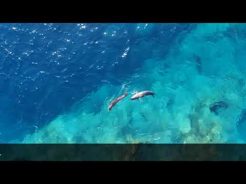download lagu mp3 mp4 Ionian Dolphin Project, download lagu Ionian Dolphin Project gratis, unduh video klip Ionian Dolphin Project