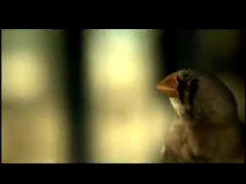 Comercial  da GOL 🛩A dois passos do paraíso! Blitz