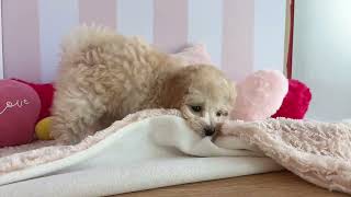 ハーフ犬の動画01