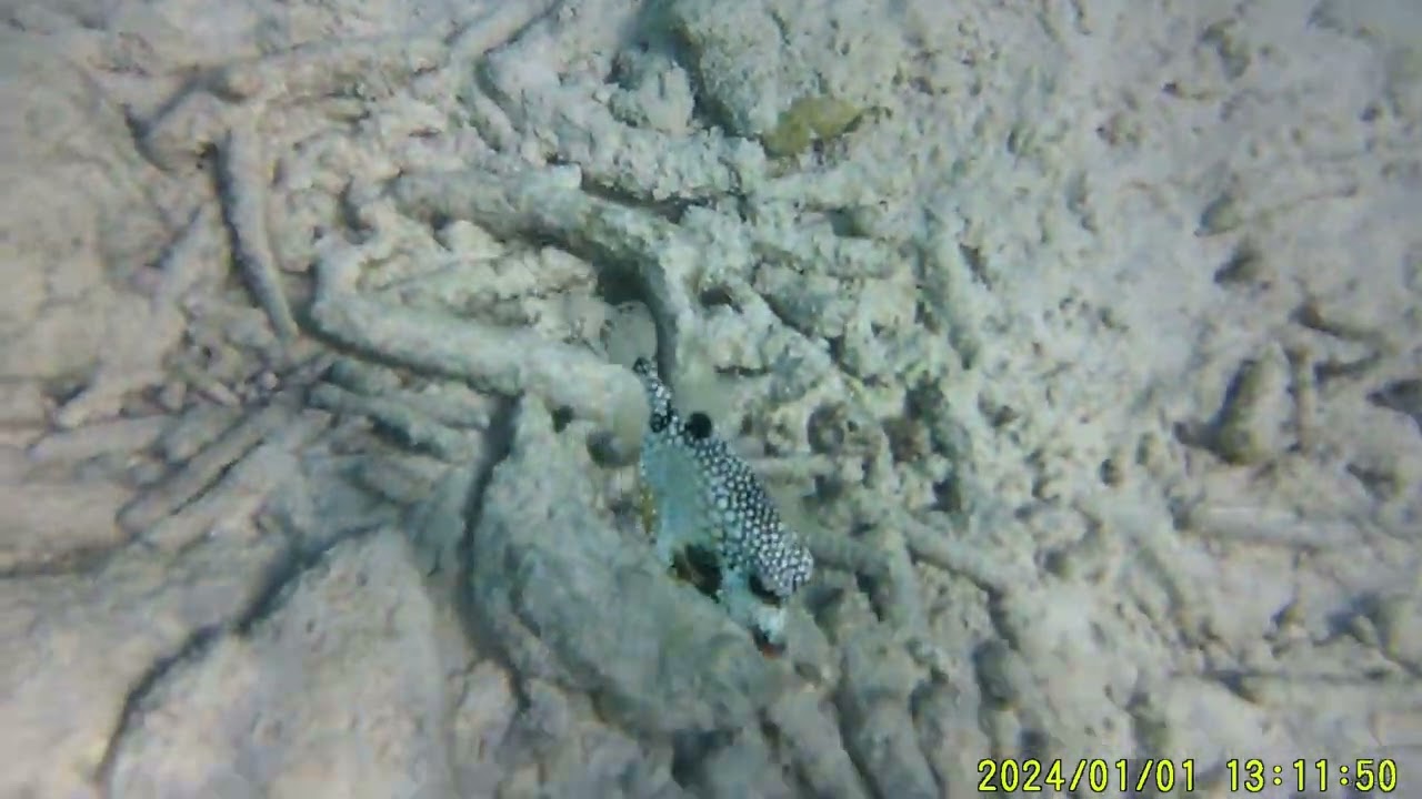 Curaçao underwater 2024 video thumbnail