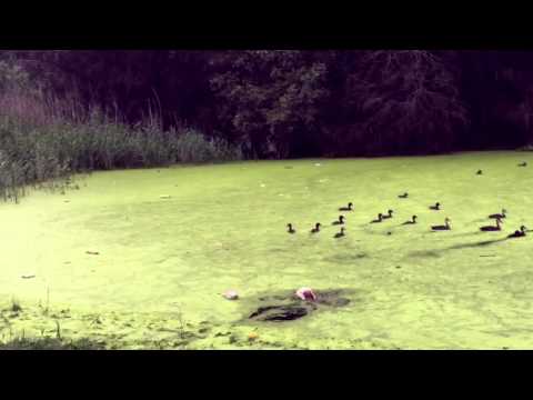 Can Dogs Walk on Water?