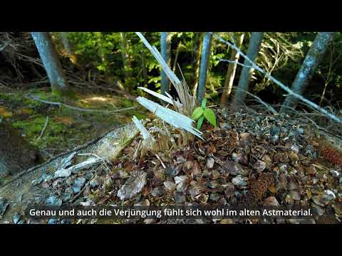 Folge1: Der Bergwald im Klimawandel