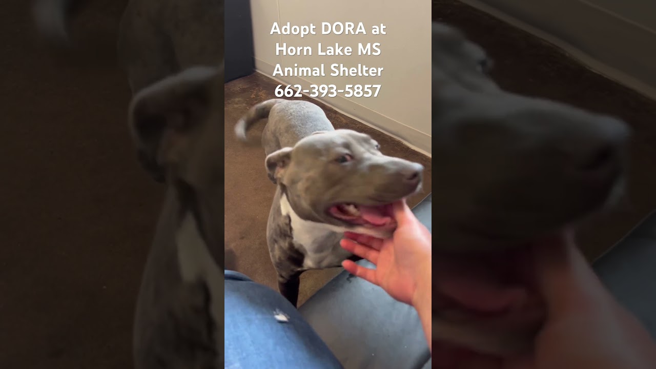 Enlarge Dora, a ADOPTABLE Pit Bull Terrier in Horn Lake, MS video 6/6