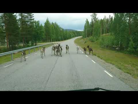 Raindeers on the road in Sweden | Renar på vägen