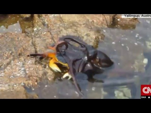 Amazing Footage Of Octopus Leaping From Water to capture Crab!