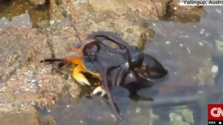 Amazing Footage Of Octopus Leaping From Water to capture Crab!
