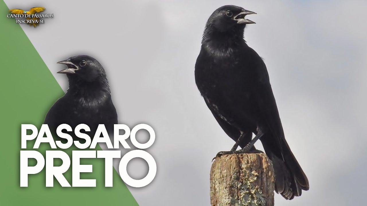 Pássaro Preto Canto Mateiro Mineiro (Graúna) 1 Hora de Canto !!!