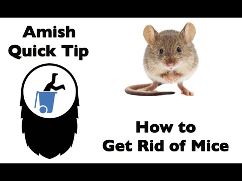Amish Quick Tip - How to Get Rid of Mice.