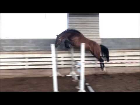 3yo mare jumping free di
