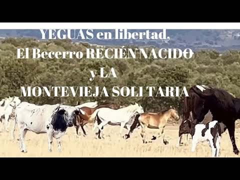 Las YEGUAS que corren EN LIBERTAD, NACIMIENTO del becerro y LA MONTEVIEJA SOLITARIA