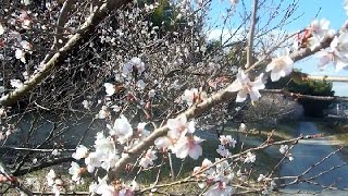 Winter Cherry Blossoms in Japan!
