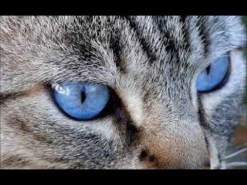 Blue Cat Blues