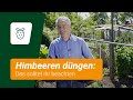 Himbeeren Düngen Das Solltet Ihr Beachten