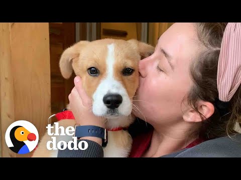 Puppy Who Couldn’t Stop Crying At The Shelter Is So Happy In Her Forever Home - Videos - The Dodo