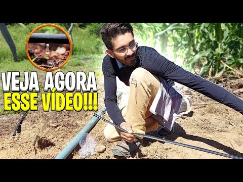 Milho irrigado por gotejamento - Passo a passo completo.
