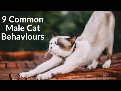 9 Surprising Facts About Male Cats