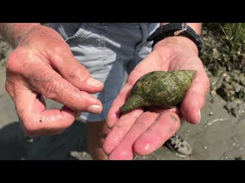 Touch Tank Tuesday Live! Episode 1: Oysters