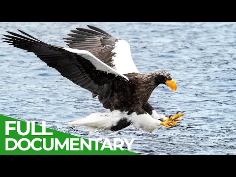 Wildest Islands | Japan - Islands of Extremes | Free Documentary Nature