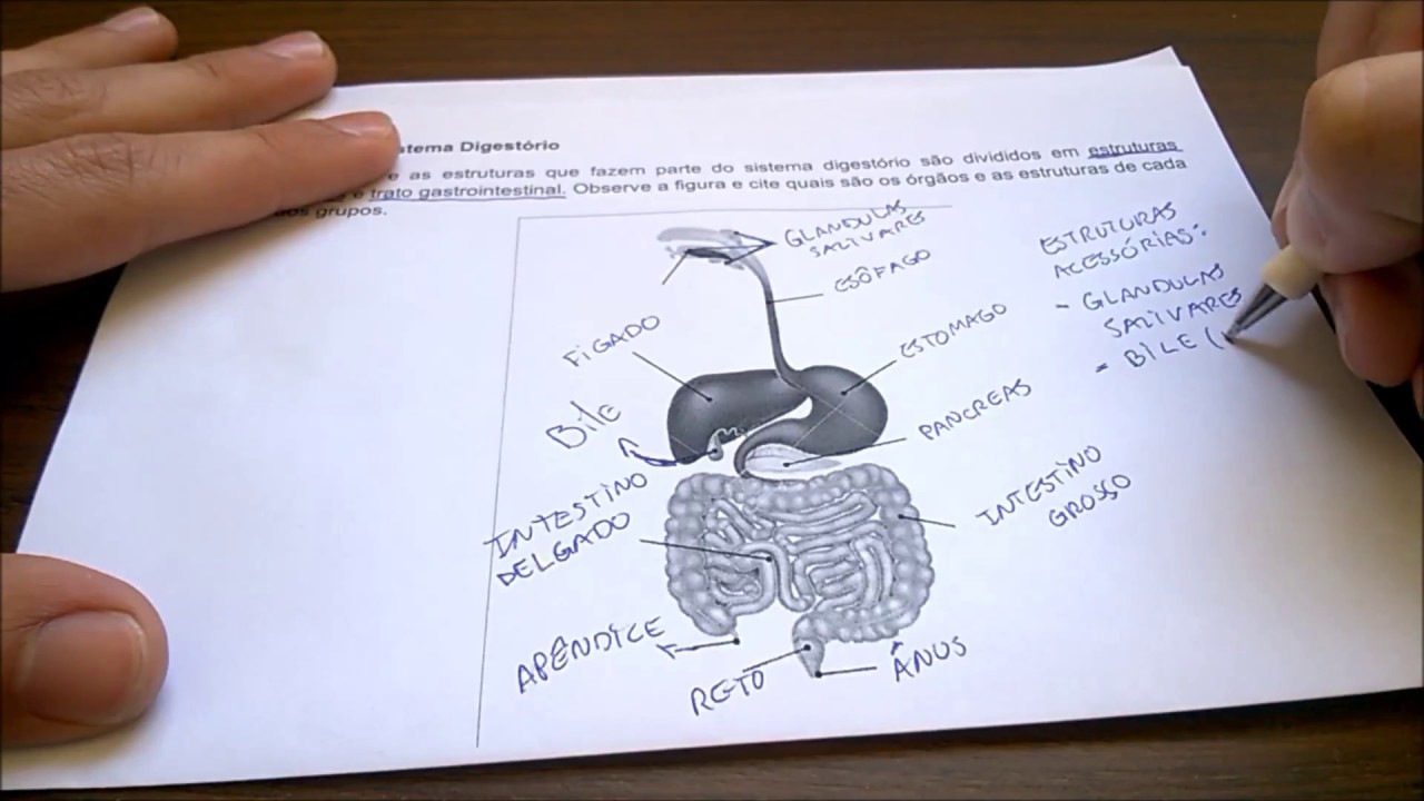 Questões Sistema Digestório