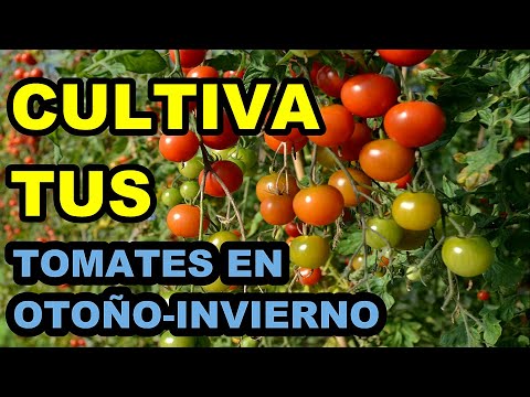 , title : '7 Trucos para tener Tomates🍅en Otoño-Invierno | Como proteger tomates del FRIO!'