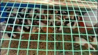 Nhập 80 con chuột lang bọ ú cho cô 2 ở Tây Sơn, Bình Định