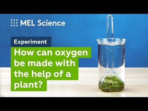 "Photosynthesis" experiment (How to make oxygen at home)