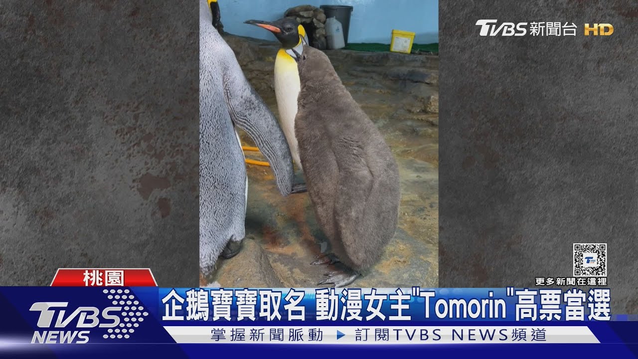 企鵝寶寶取名 動漫女主「Tomorin」高票當選
