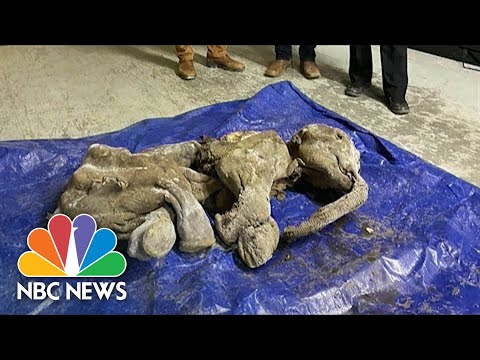 '30,000-Year-Old Baby Woolly Mammoth' Found By Yukon Gold Miner