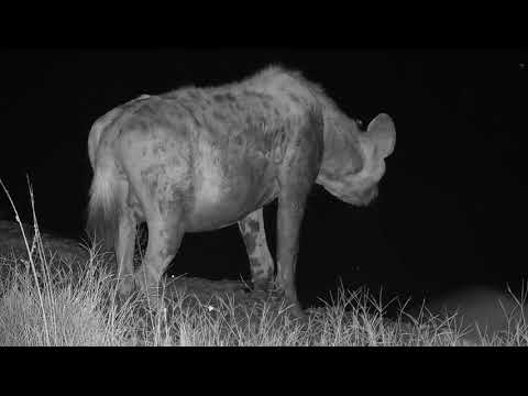 Djuma: Two Hyenas at the pan-Pt:2  - 23:53 - 04/10/19