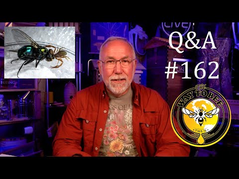 Backyard Beekeeping Questions and Answers Episode 162 pseudo scorpions and more.