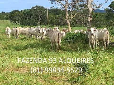 Fazenda 93 Alqueires Formada Dupla Aptidão Niquelândia Goiás